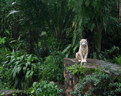 White Tiger In Jungle 1280 X 1024 Wallpaper