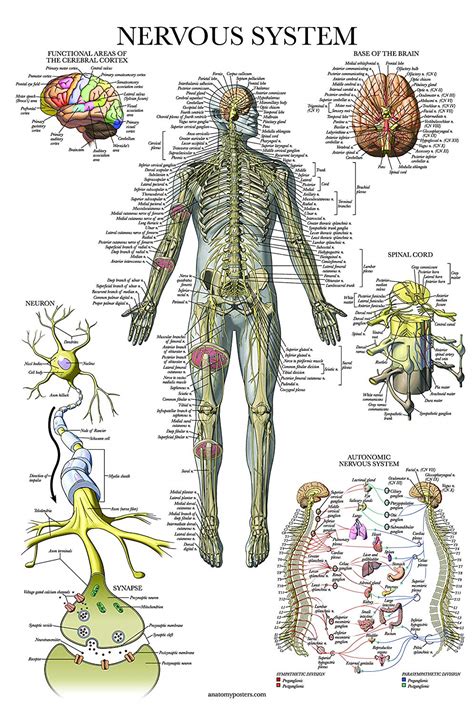 Nervous System Anatomy Poster Palace Learning