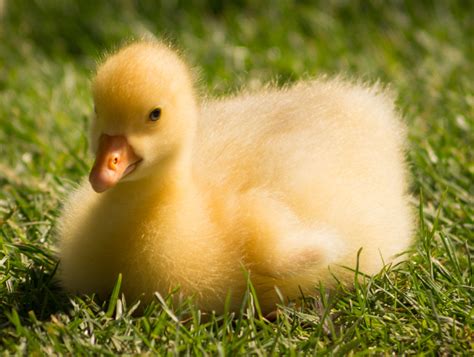 Free Images Grass Sweet Animal Cute Wildlife Young Spring