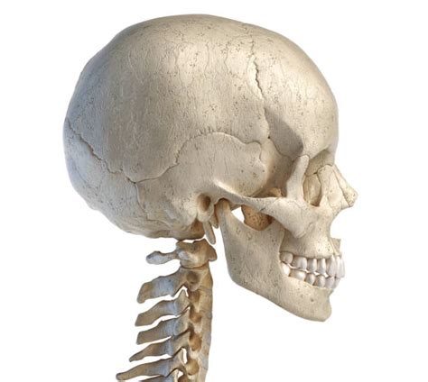 Skull Side View Stock Photos Pictures And Royalty Free Images Istock