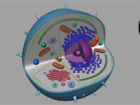 Super silly spring break science! Animal Cell 3D Model - 3D Models World