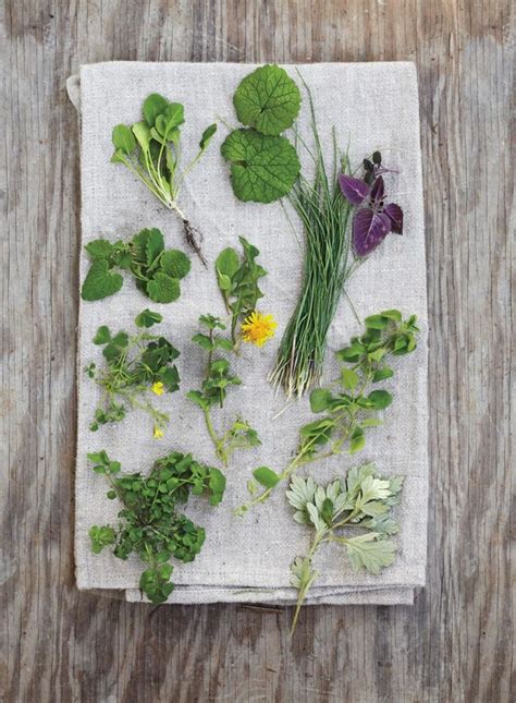 Fascinating Foraging Garden Therapy Wild Edibles Edible Plants