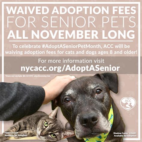 To Celebrate Adopt A Senior Pet Month Animal Care Centers Of Nyc Will