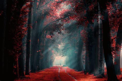 Pathway Between Red Leaf Trees During Daytime Hd Wallpaper Wallpaper