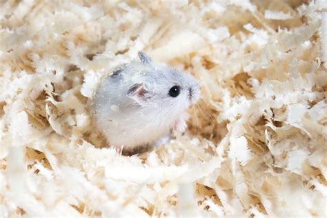 Do Hamsters Burrow And What You Need To Do About That
