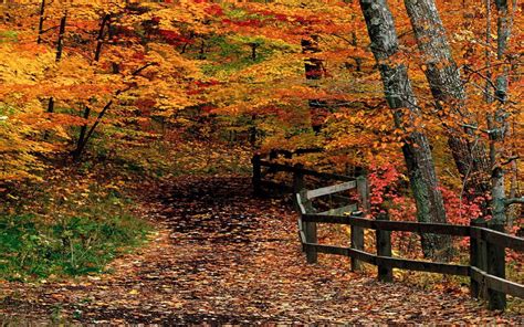 Autumn Path Through Woods Hd Desktop Wallpaper Widescreen High