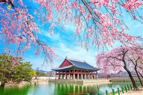 Hướng Dẫn Du Lịch Cảnh đẹp Hàn Quốc Mùa Xuân Tuyệt đẹp Và Lãng Mạn