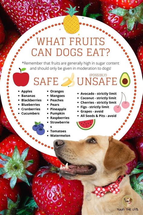 What Fruits Can Dogs Eat Fruits For Dogs Dog Safe Food Fruits Good