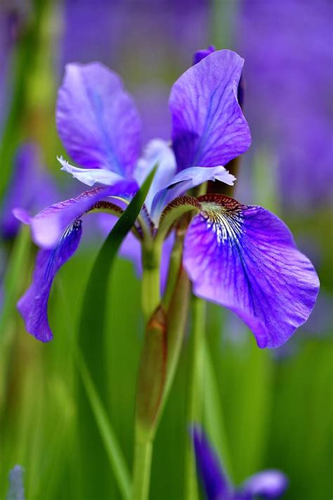 Iris In Bloom At A Garden Photograph By Siyano Prach