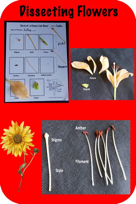 Flowers And Their Parts Are Labeled In The Following Pictures