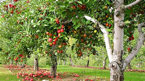 5 Orchard Enemies And How To Control Them Naturally Video Hobby Farms