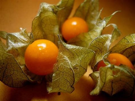 Physalis Cape Gooseberry Or Golden Berry Colombia Etnico Price