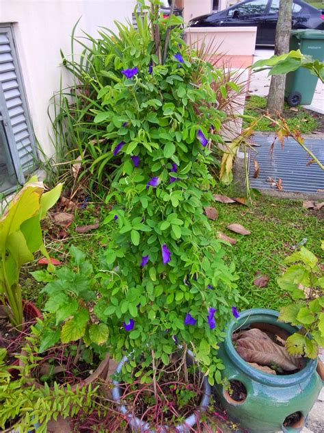 15 kebaikan bunga telang bunga pewarna nasi kerabu. kebun sejemput...: Bunga Telang & Nasi Lemak Biru