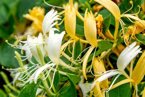 Japanese Honeysuckle Plant Care And Growing Guide