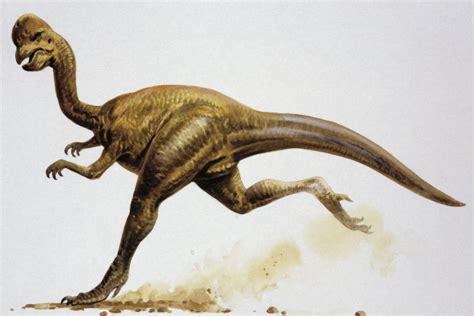 25 Dinosaurs That Were Omnivores Spiral Toys