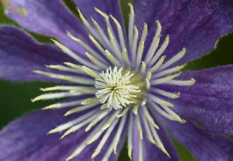 Bianco, rosa, viola, rosso nel tuo balcone e nel tuo giardino. Clematide: rampicante sempreverde - Idee Green