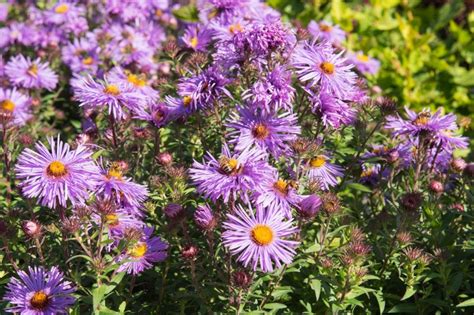 Denn ab august übernehmen bunte. Späte Bienenweide: Diese Pflanzen blühen im Herbst