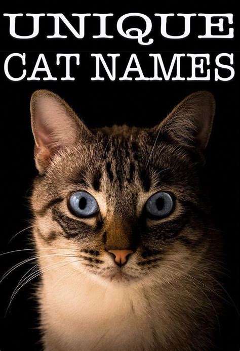 Unique Cat Names Allaboutcats Kitten Names Boy Girl Pet Names Grey