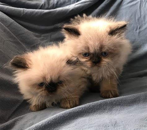Known for their increadable disposition, their love for play and their desire for companionship, they are the best. Himalayan Persian Cats For Sale | Palmdale, CA #275468