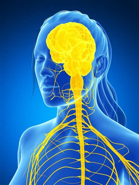 Female Nervous System Stock Illustration Illustration Of Health 30725537
