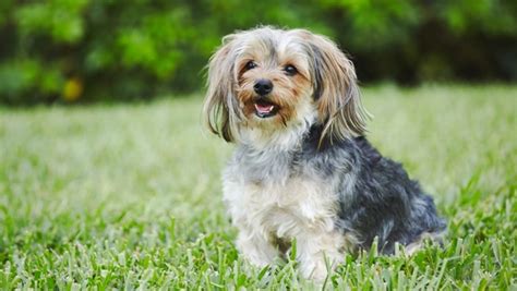 How To Identify Mutt Dog Breed