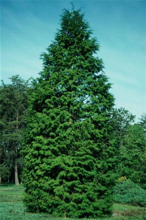 Maybe you would like to learn more about one of these? Arborvitae Tree Pictures, Facts on Arborvitae Trees