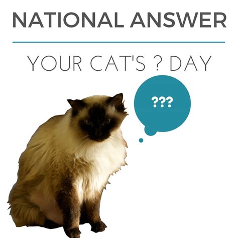 Binkys Blog National Answer Your Cats Question Day