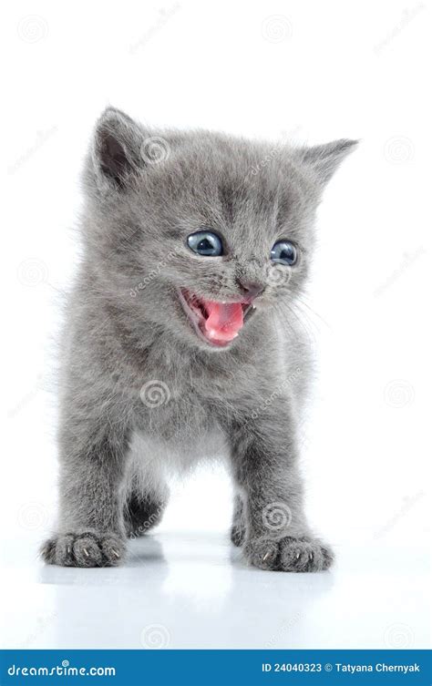 Funny Gray Kitten Stock Image Image Of Playful Beast 24040323