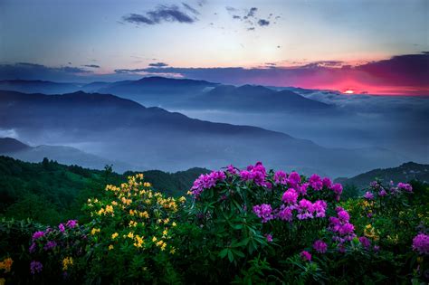 Wallpaper Mountains Sunset Mist Clouds Sky Pink Flowers Yellow