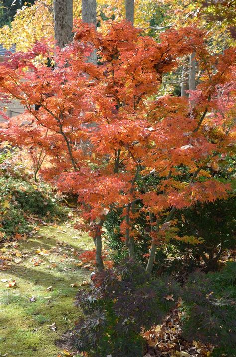 Japanese red maple tree and leaves at a tokyo garden in autumn. Acer palmatum 'Shishigashira' Lion's Head Japanese Maple ...