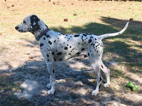 Please provide a valid price range. Dalmatian Dog Price In Nepal