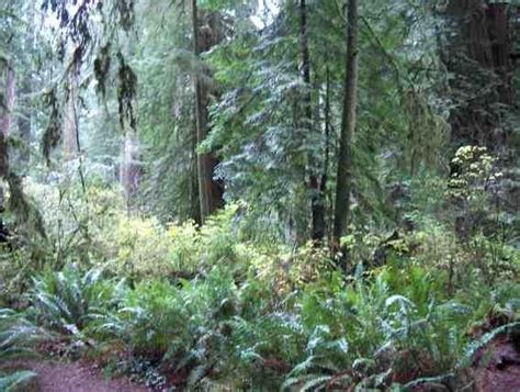 Common Plants Coast Redwood Sequoia Sempervirens California