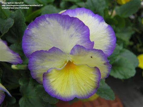 Plantfiles Pictures Viola Garden Pansy Pansy Etain Viola By