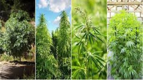 Cannabis Subspecies Sativa Indica And Ruderalis