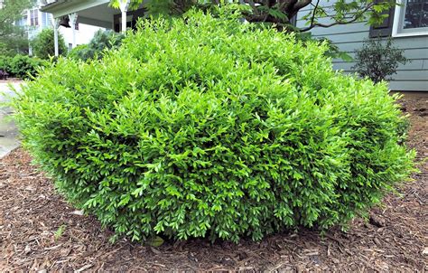 2 Franklins Gem Boxwood Shrubsbushes Live Plants 6 12 Tall Qu