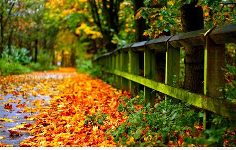 Autumn Wallpaper Widescreen ·① Download Free Amazing High