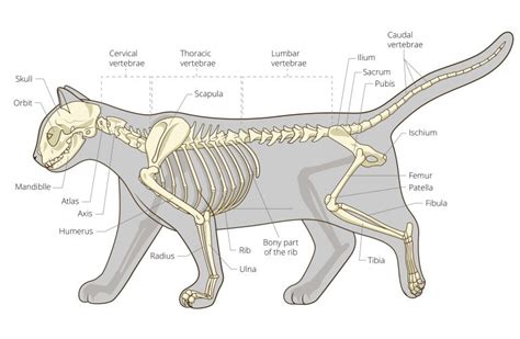 The Cat Skeleton What Makes Them So Special