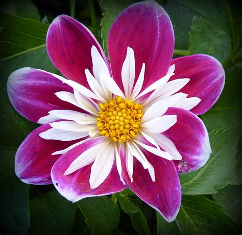 Anemone is one of the most unique floral names for boys. Pictures Of Flowers And Their Names | # Beautiful Flowers