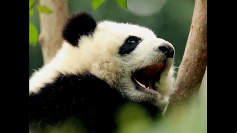 Chinas Wild Giant Panda Population Explodes After Major