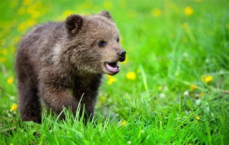 Cute Little Brown Bear Cub Playing On A Lawn Among Dandelions Stock