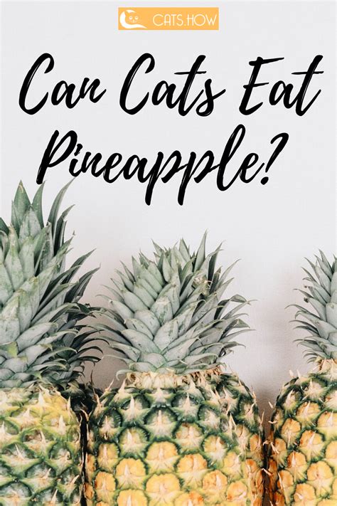 Pineapple is as delicious to drink as it is to eat. Can Cats Eat Pineapple in 2020 | How to find out ...