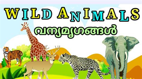 wild animals names/വന്യമൃഗങ്ങളുടെ പേരുകൾ ഇംഗ്ലീഷിലും മലയാളത്തിലും - YouTube