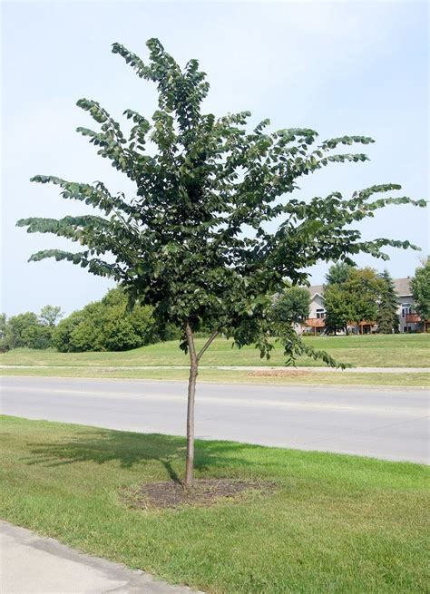 Young Prairie Expedition American Elm Trees To Plant Missouri