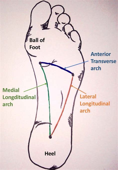 Sharp, burning or shooting pain near your toes (ball of your foot), feels like a lump or small stone under your foot. The Arches of the Foot - Longitudinal - Transverse ...