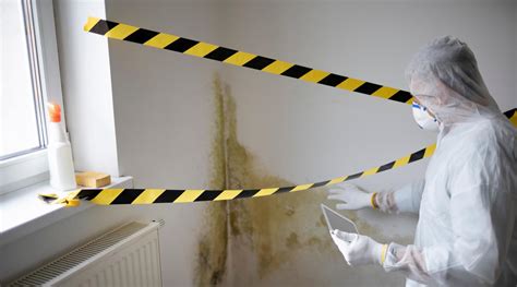 Tips For Hiring A Mold Removal Service