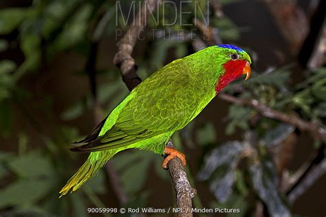 Blue Crowned Lorikeet Stock Photo Minden Pictures