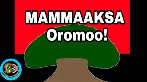 Mammaaksa Oromoo F Oduu Ammee Youtube