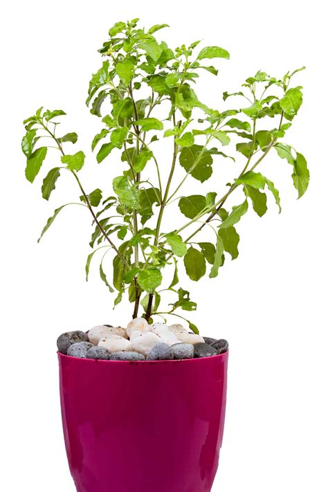 Tulasi Traditional And Medical Plant At Low Price