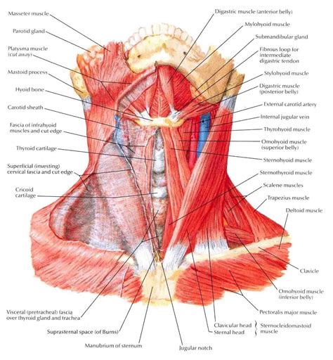 Striated muscles, also called voluntary or skeletal muscles, are the muscle fibers which move all bones, as cardiac muscle is striated in appearance but resembles smooth muscle in its action. Throat And Neck Anatomy - koibana.info | Neck muscle ...