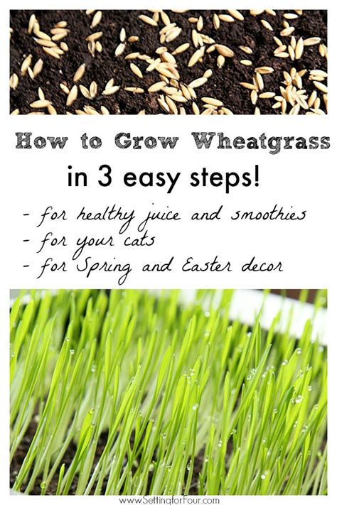 How To Grow Wheatgrass Indoor Gardening And Decor Idea Growing